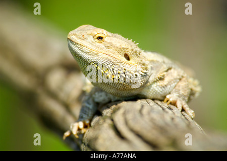 Lézard dragon barbu Central (Pogona vitticeps) reposant sur une branche. Banque D'Images