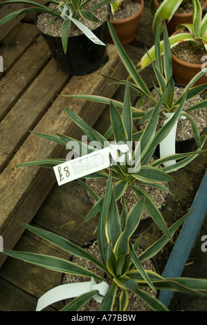 Plantes d'Aloe Vera en vente à Newman's garden centre Cymru Wales Aberystwyth Ceredigion Banque D'Images