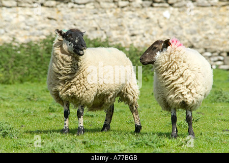 Deux moutons suffolk face noire dans un champ avec l'un d'eux bêlements. Banque D'Images