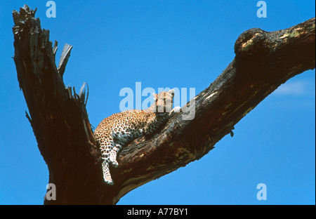 Un léopard (Panthera pardus) détente dans un arbre mort contre un ciel bleu clair dans le Parc National du Serengeti. Banque D'Images