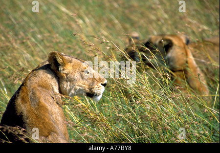 Une femme lion (Panthera leo) veille à l'herbe de la savane du Parc National du Serengeti. Banque D'Images