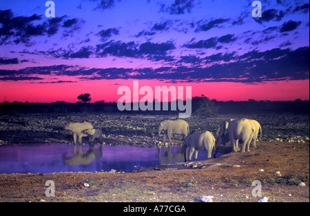 Un petit troupeau d'éléphants (Loxodonta africana) à partir d'un point d'eau potable au coucher du soleil dans le parc national d'Etosha. Banque D'Images