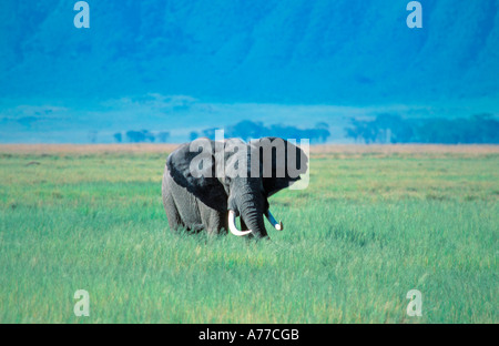 Une maturité menaçant bull'éléphant africain (Loxodonta africana) dans l'herbe haute. Banque D'Images