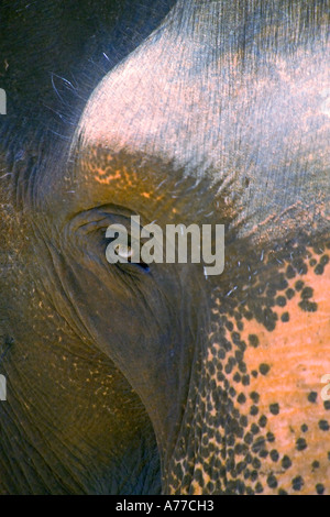 Close up de l'oeil et le front de grand mâle éléphant indien (Elephas maximus). Banque D'Images