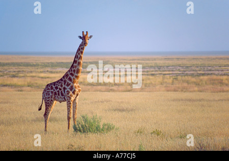 Un solitaire Girafe (Giraffa camelopardalis) sur l'herbe des plaines de savane de l'Etosha National Park. Banque D'Images