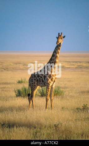 Un solitaire Girafe (Giraffa camelopardalis) sur l'herbe des plaines de savane de l'Etosha National Park. Banque D'Images