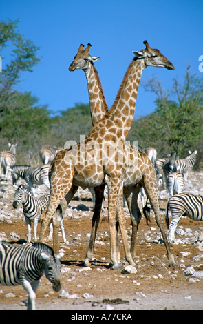 Deux hommes les girafes (Giraffa camelopardalis) juste avant "gorges" près d'un trou d'eau dans le parc national d'Etosha. Banque D'Images
