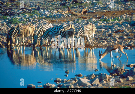 Zèbre (Equus quagga), 6) et d'un le springbok (Antidorcas marsupialis) reflète dans l'eau qu'ils boivent dans un trou d'eau. Banque D'Images