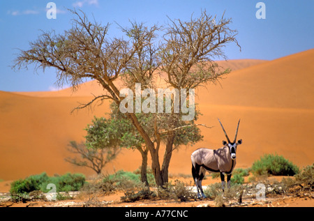 Un solitaire (Oryx gazella Oryx) en prenant l'ombre sous un arbre dans le Naukluft National Park à Sossusvlei. Banque D'Images