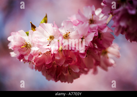 Fleur de cerisier Prunus Acolade Banque D'Images