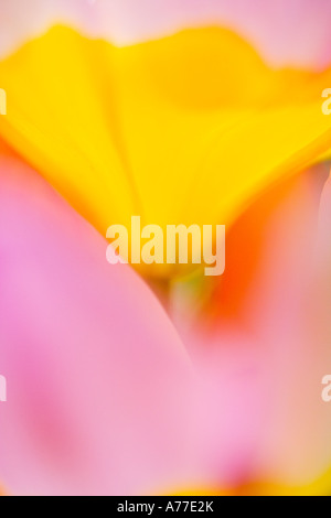 Tulip Tulipa Chrysantha 'Iran' abstract floral d'image Banque D'Images