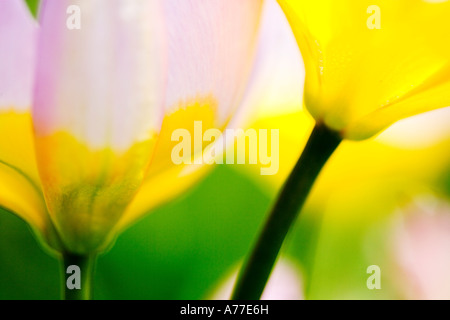 Tulip Tulipa Chrysantha 'Iran' abstract floral d'image Banque D'Images