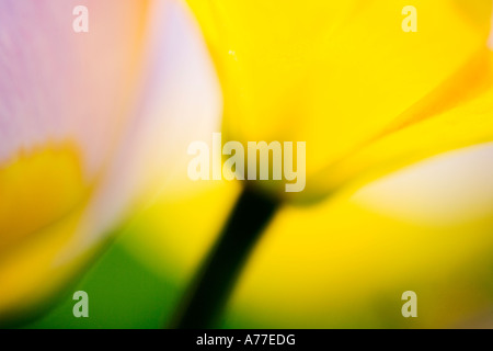 Tulip Tulipa Chrysantha 'Iran' abstract floral d'image Banque D'Images