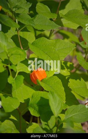 Lanterne chinoise (Physalis alkekengi) au Jardin botanique, Prague, République tchèque, de l'Union européenne. Banque D'Images