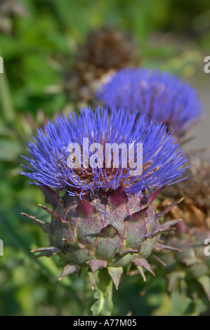 Une floraison de l'Artichaut - Cynara Scolymus au Jardin botanique de Finnish Museum of Natural History, Helsinki, Finlande Banque D'Images