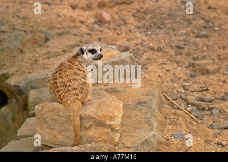 Meerkat dans le Zoo de Prague Prague République Tchèque Banque D'Images