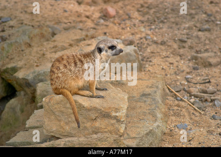 Meerkat dans le Zoo de Prague Prague République Tchèque Banque D'Images