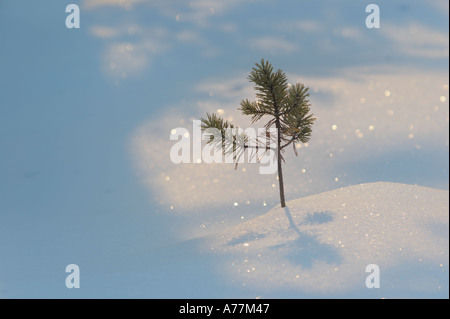 Un Lone Pine d arbre dans la neige, Parc National de Repovesi, Valkeala, Finlande Banque D'Images