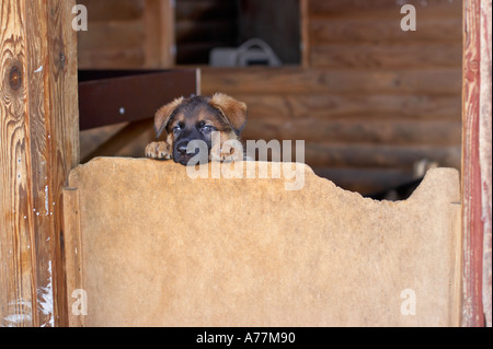 Chiot berger allemand sur le derrière une porte Banque D'Images