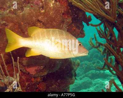 Maître (Lutjanus apodus) natation par une béquille Pier Banque D'Images