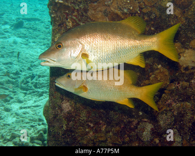 (Lutjanus apodus régents) natation par une béquille Pier Banque D'Images