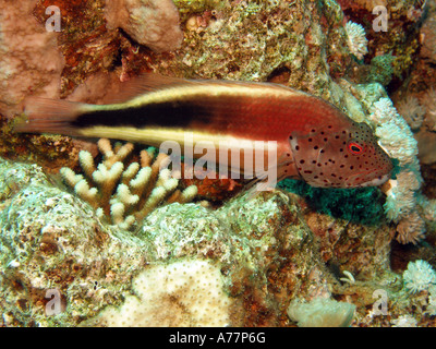 Forsters Hawkfish Paracirrhites forsteri, Banque D'Images