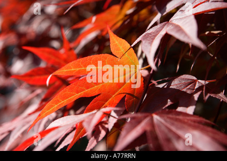Détail de la feuille d'érable Banque D'Images