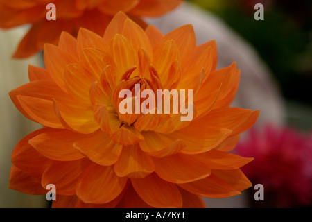 Coupe jaune et orange dahlias disposés en lumière naturelle lauréats des RHS Flower show malvern automne 06 uk Banque D'Images