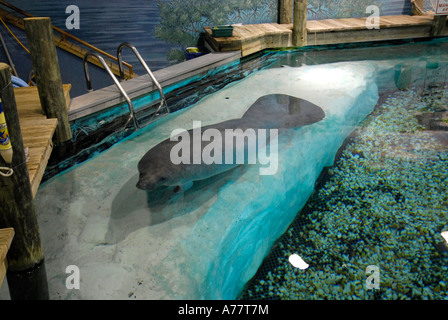 South Florida Museum et l'Évêque Planétarium et Parker Manatee Aquarium Banque D'Images