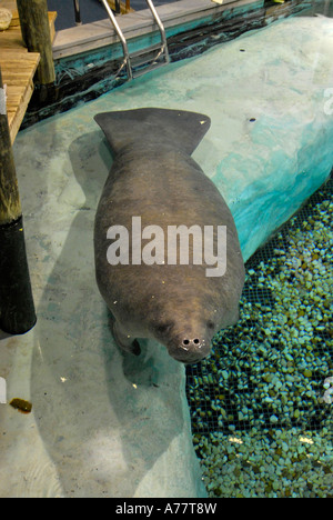 South Florida Museum et l'Évêque Planétarium et Parker Manatee Aquarium Banque D'Images