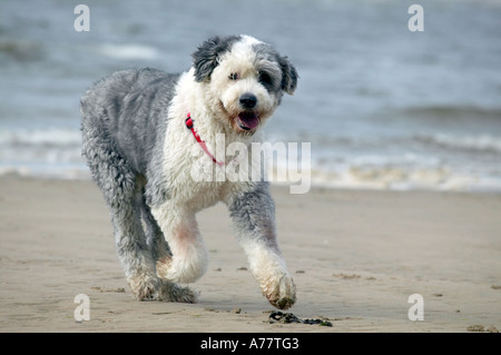 Old English Sheepdog fonctionnant sur une plage de sable Banque D'Images