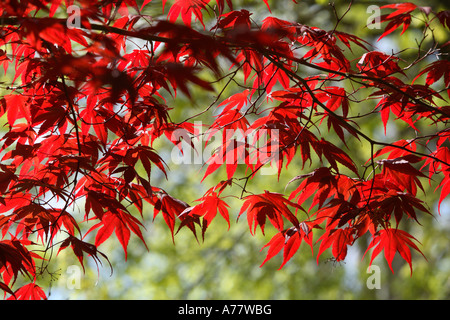 Feuilles d'érable rouge Banque D'Images