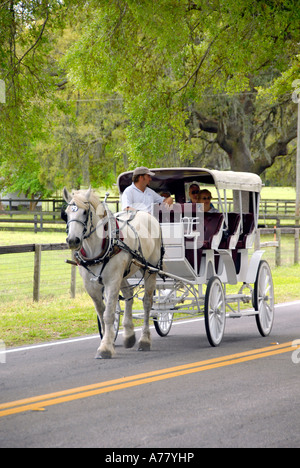 Prendre touristiques cheval et randonnée en buggy dans le district d'élevage de chevaux à Ocala en Floride FL Banque D'Images