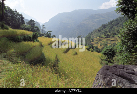 Terrasses panoramiques de rizières Syange zone Népal Annapurna environs Banque D'Images