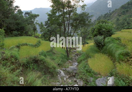 Rizières pittoresques dans un cadre Syange Annapurna Népal zone Banque D'Images