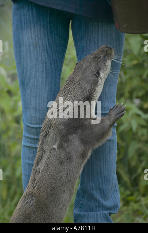 Animal apprivoisé la loutre (Lutra lutra) mendier de la nourriture Banque D'Images