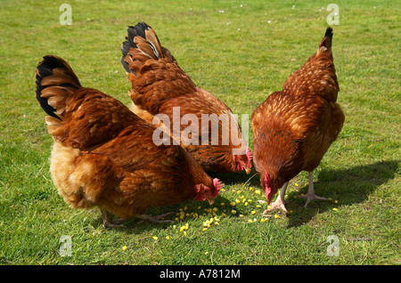 Trois poulets de la gamme libre Rhode Island Red (Gallus gallus domesticus) se nourrissant de maïs sucré sur l'herbe dans un jardin anglais Banque D'Images