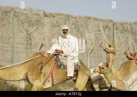 Chameaux avec rider sur l'exercice de racing stable Banque D'Images