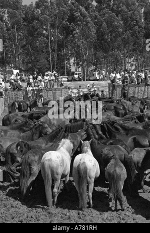 Chevaux sauvages rassemblés dans le curro pendant le festival cheval Corral de San Cibrao Galice Espagne Banque D'Images