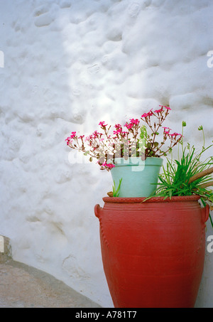 Un pot de fleurs dans un straggly hill village d'Andalousie, Espagne Banque D'Images