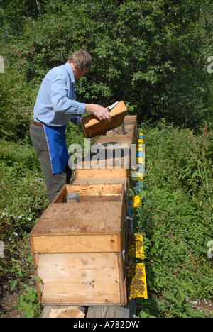 L'apiculteur nettoie rss et inspecte les ruches pour la santé et l'état de la reine Banque D'Images