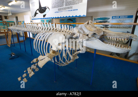 "Vieux tom" au Musée de l'Épaulard, Eden, New South Wales, Australie. Banque D'Images