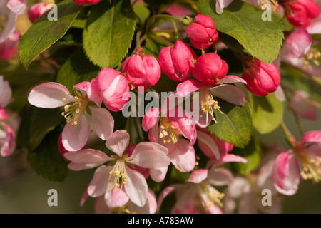 Plantes de jardin printemps arbre Crabe Japonais Malus floribunda en fleurs fermer la vue détaillée Banque D'Images