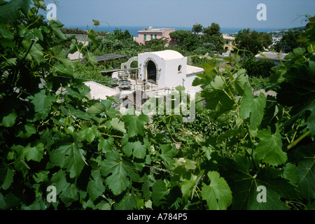 Ischia Italie Le Pietratorcia winery l'un des plus grands producteurs de vin d'Ischia Banque D'Images