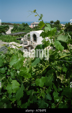 Ischia Italie Le Pietratorcia winery l'un des plus grands producteurs de vin d'Ischia Banque D'Images