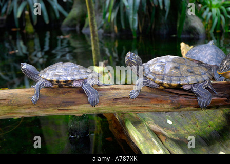 Tortues sur l'affichage à l'Aquarium de Floride à Tampa Florida FL Banque D'Images