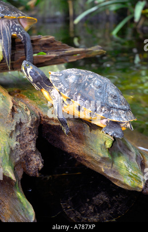 Tortues sur l'affichage à l'Aquarium de Floride à Tampa Florida FL Banque D'Images