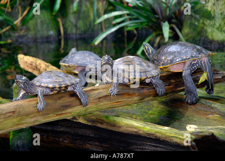 Tortues sur l'affichage à l'Aquarium de Floride à Tampa Florida FL Banque D'Images