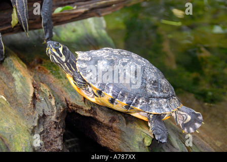 Tortues sur l'affichage à l'Aquarium de Floride à Tampa Florida FL Banque D'Images