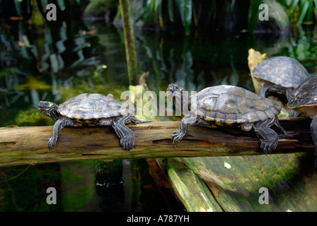 Tortues sur l'affichage à l'Aquarium de Floride à Tampa Florida FL Banque D'Images